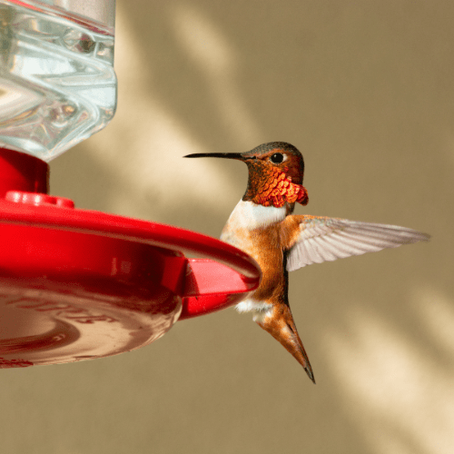 Photo features an orange hummingbird, a Rufous Hummingbird, perched with wings open on a red hummingbird feeder.