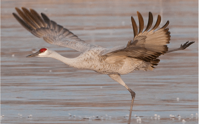 Photo features a Sandhill Crane, a large bird, standing on one leg with wings open.