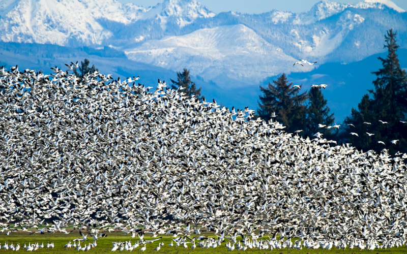 Who’s In Town: Migration Edition