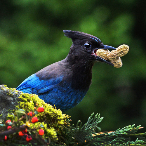 Photo features a blue and black bird, a Steller's Jay, with multiple peanuts in its beak.